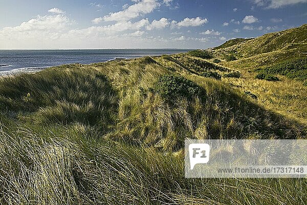 Dune Landscape with View of the Sea  Spit on the East Coast  Hörnum  Sylt  Schleswig-Holstein  Germany  Europe