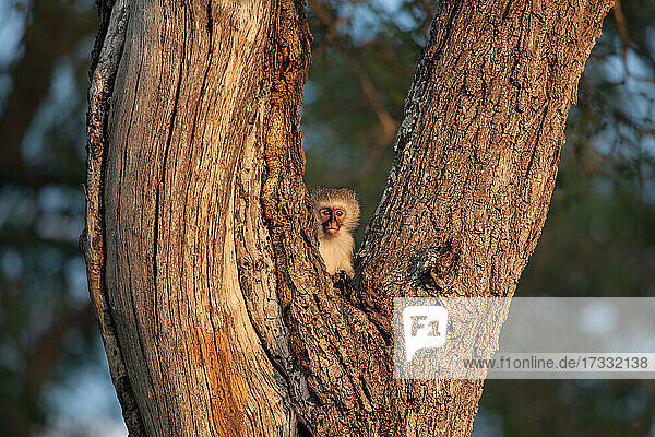 Ein Vervet-Affe sitzt in der Gabelung eines Baumes