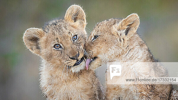 Zwei Löwenjunge  Panthera leo  sitzen zusammen  einer leckt den anderen