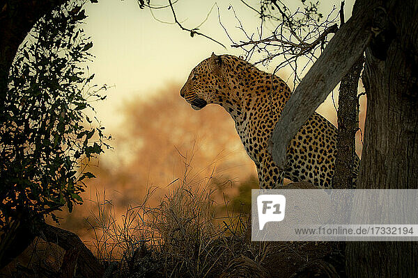 Männlicher Leopard  Panthera pardus  sitzend bei Sonnenuntergang