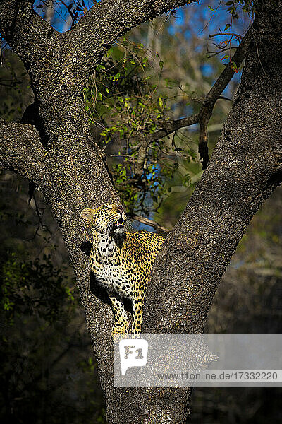 Ein Leopard  Panthera leo  in der Gabelung eines Baumes