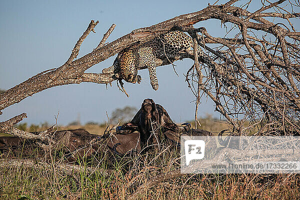 Ein Leopard liegt in einem toten Baum und greift nach einem Büffel darunter