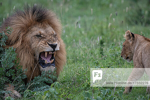 Ein männlicher Löwe  Panthera leo  knurrt ein Jungtier an