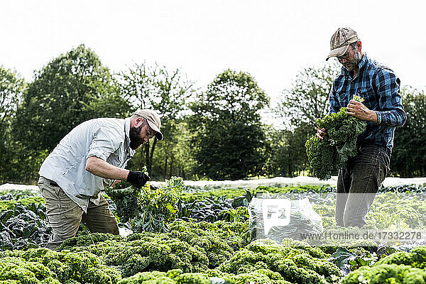 Two farmers standing in a field  picking curly kale.