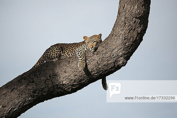 Ein Leopard  Panthera pardus  liegt auf einem Baumstamm  blauer Himmel Hintergrund