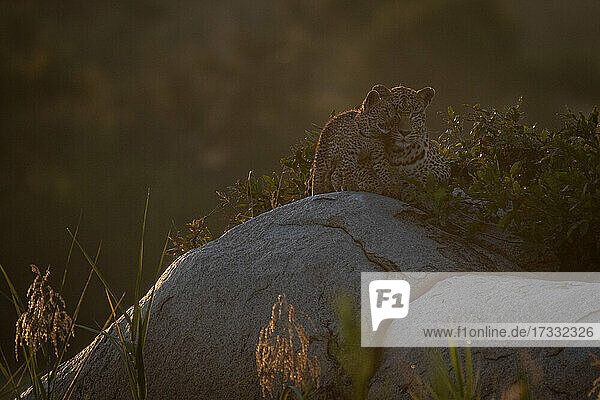 Ein Leopardenjunges  Panthera pardus  begrüßt seine Mutter