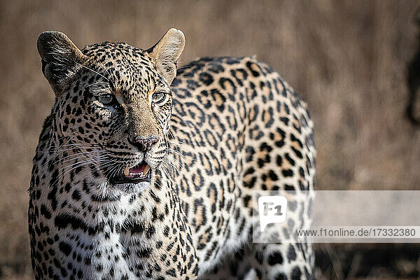 Ein Leopard  Panthera pardus  steht in der Sonne und schaut aus dem Rahmen