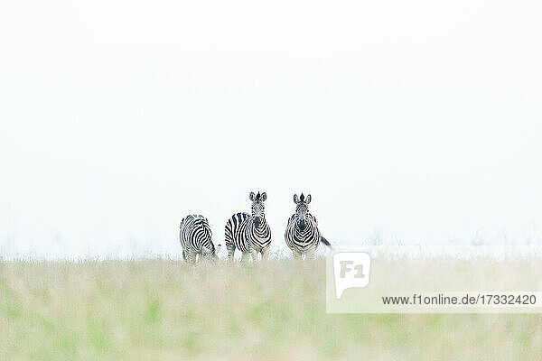 Drei Zebra  Equus quagga  Spaziergang in kurzen grünen Gras  weißer Himmel Hintergrund