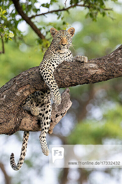 Ein Leopard  Panthera pardus  liegt in einem Baum