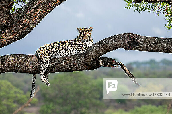 Ein Leopard  Panthera pardus  liegt auf einem Ast in einem Baum