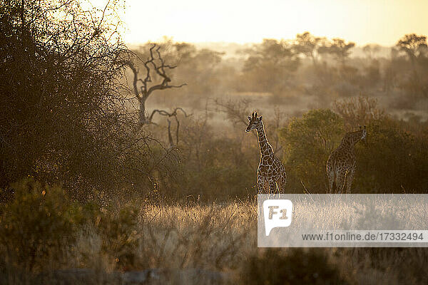 Ein Giraffenkalb läuft bei Sonnenuntergang von seiner Mutter weg