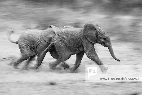 Zwei Elefantenkälber  Loxodonta Africana  laufen zusammen  Bewegungsunschärfe