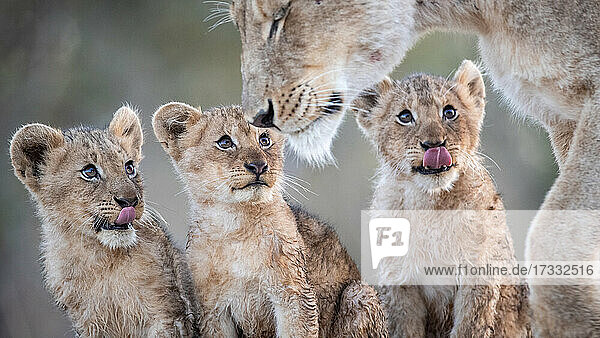 Löwenjunge  Panthera leo  sitzen zusammen und schauen zu ihrer Mutter auf