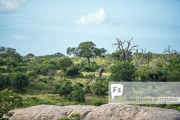 Erwachsener Elefant  Loxodonta africana  spazierend im Grünen