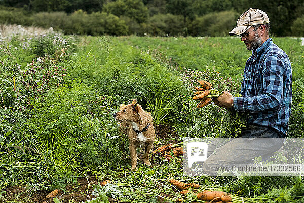Ein Bauer hält einen Strauß frisch gepflückter Möhren.