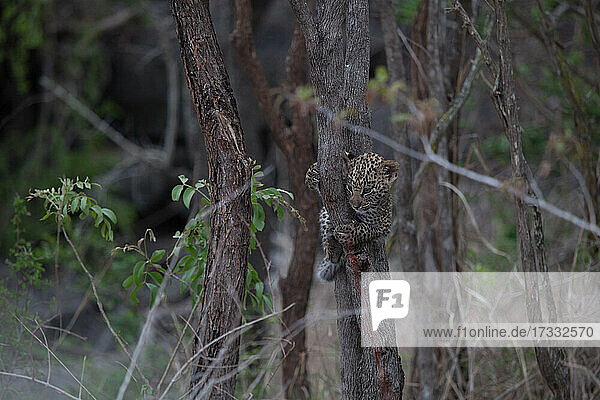 Ein Leopardenjunges  Panthera pardus  hängt an einem Dingbaumstamm