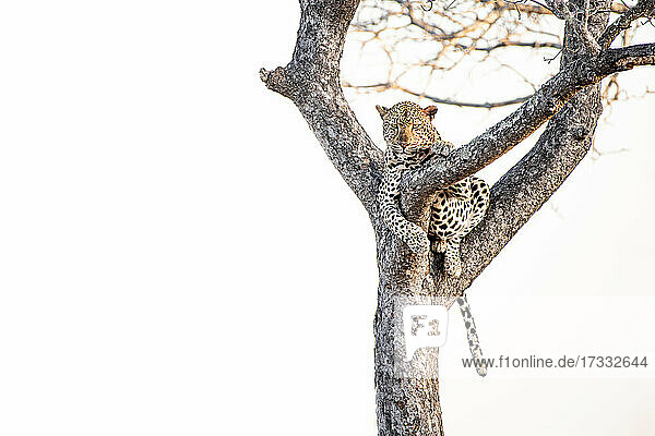 Ein Leopard  Panthera pardus  liegt in einem Baum  weißer Hintergrund