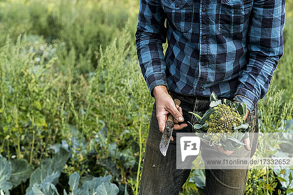 Landwirt auf einem Feld mit frisch geerntetem Romanesco-Blumenkohl.