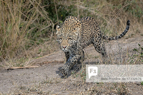 Ein Leopard  Panthera pardus  pirscht sich mit schlammigen Beinen heran