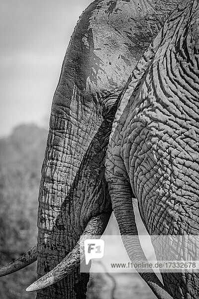 Der Kopf eines Elefanten  Loxodonta africana