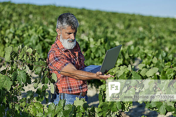 Male farmer with laptop analyzing grape vines on sunny day