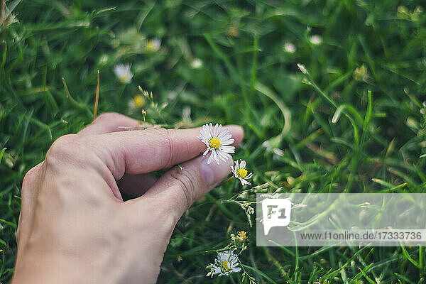 Man picking daisy from grass