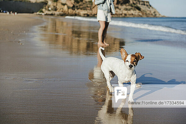 Jack Russell Terrier am Meeresufer mit Frau am Strand