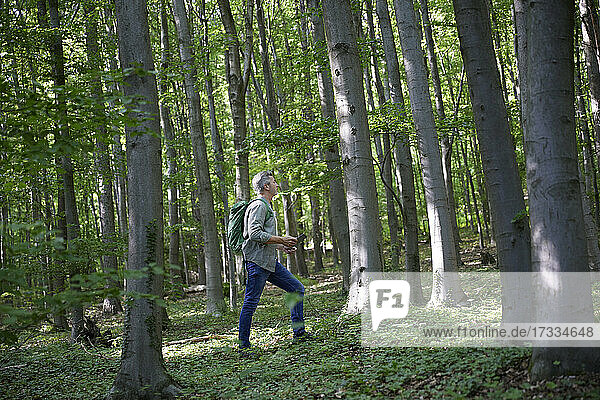 Male backpacker hiking amidst trees in forest