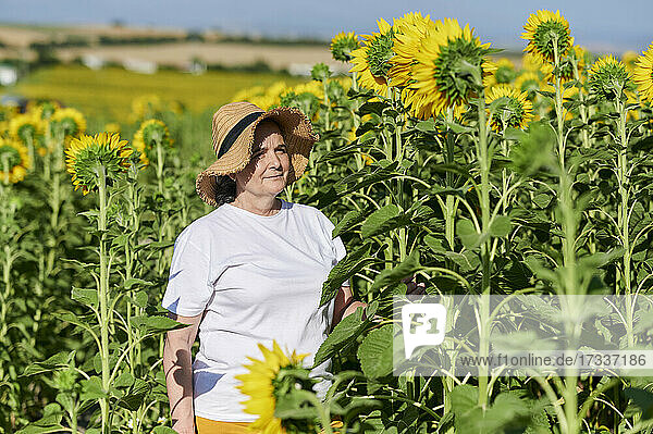 Ältere Frau mit Strohhut in einem Sonnenblumenfeld an einem sonnigen Tag