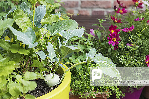 Herbs and vegetables cultivated in balcony garden