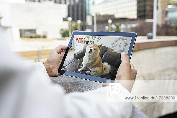Businesswoman watching dog on digital tablet at home