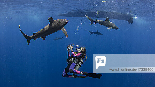Bahamas  Scuba diver photographing oceanic whitetip sharks near Cat Island