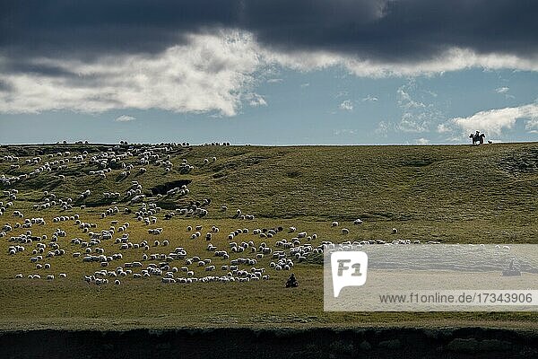 Schafe (Ovis aries)  Reiter und Männer auf Quads beim Schafabtrieb oder Réttir  Kirkjubæjarklaustur  Skaftárhreppur  Suðurland  Island  Europa