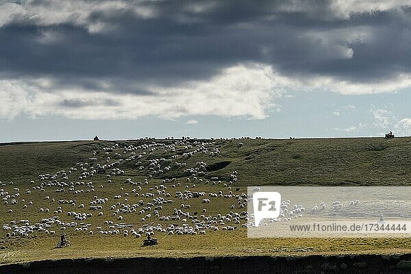 Schafe (Ovis aries)  Männer auf Quads beim Schafabtrieb oder Réttir  Kirkjubæjarklaustur  Skaftárhreppur  Suðurland  Island  Europa