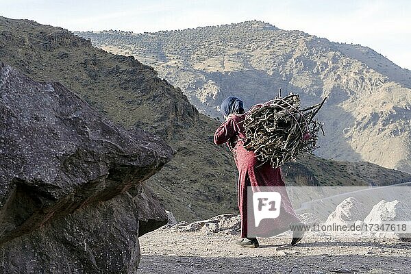 Berberfrau trägt Feuerholz auf dem Rücken im Hohen Atlas  Imlil  Marokko  Afrika