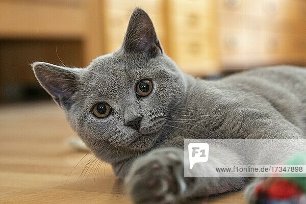 Young British Shorthair male playing with the photographer  Germany