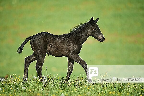 American Quarter Horse foal on a meadow  Bavaria  Germany  Europe