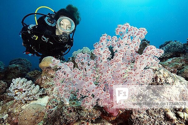 Diver looking at soft coral (Dendronephthya)  Indian Ocean  Mauritius  Africa