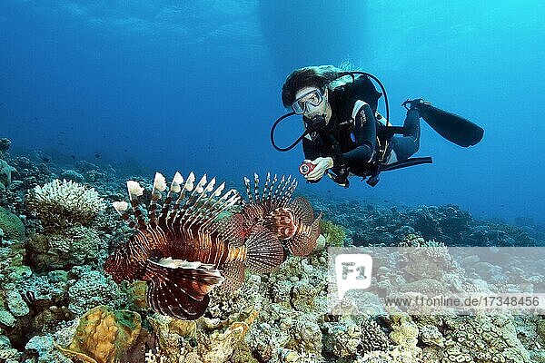 Lionfish lurking in coral reef for prey  diver behind  Red Sea  Aqaba  Jordan  Asia