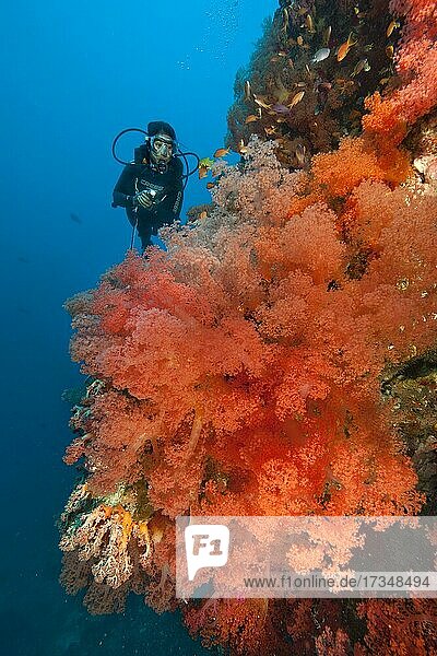 Große rote Weichkoralle (Dendronephthya)  dahinter Taucherin  Philippinensee  Cebu  Philippinen  Asien