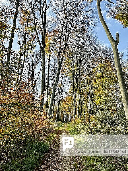 Hiking trail through autumn forest  southern Münsterland  North Rhine-Westphalia  Germany  Europe