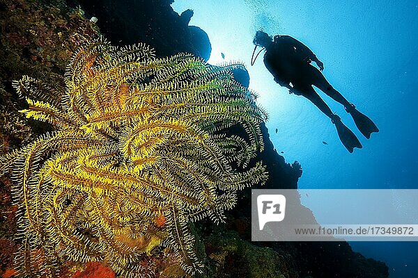 Federsterne (Cenometra bella) an Korallen-Steilwand  darüber Taucherin  Philippinensee  Cebu  Philippinen  Asien