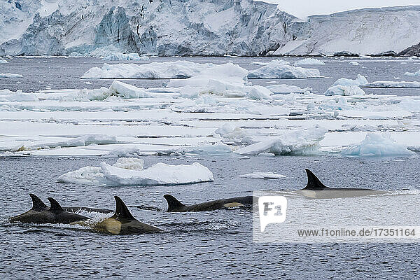 Schwertwale des Ökotyps Big B (Orcinus orca)  die zwischen Eisschollen im Lemaire-Kanal auftauchen  Antarktis  Polarregionen