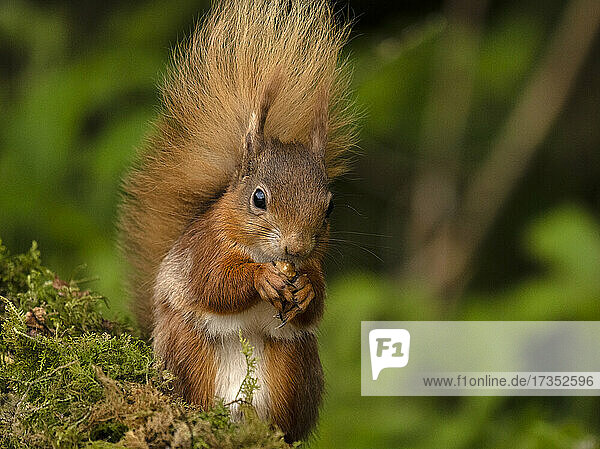 Rotes Eichhörnchen  Grafschaft Laois  Leinster  Republik Irland  Europa