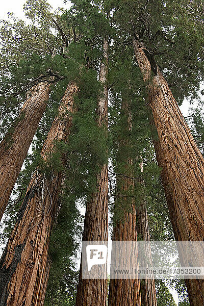 Usa  California  Low angle view of sequoias in forest