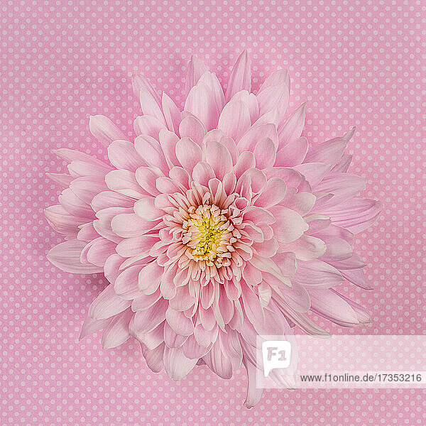 Pink Chrysanthemum on pink background