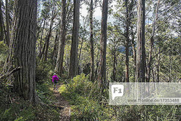 Australia  New South Wales  Woman hiking in forest on Merritt's Nature Track in Kosciuszko National Park