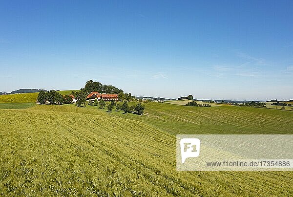 Getreidefeld und Bauernhof bei Waldzell  Innviertel  Oberösterreich  Österreich  Europa