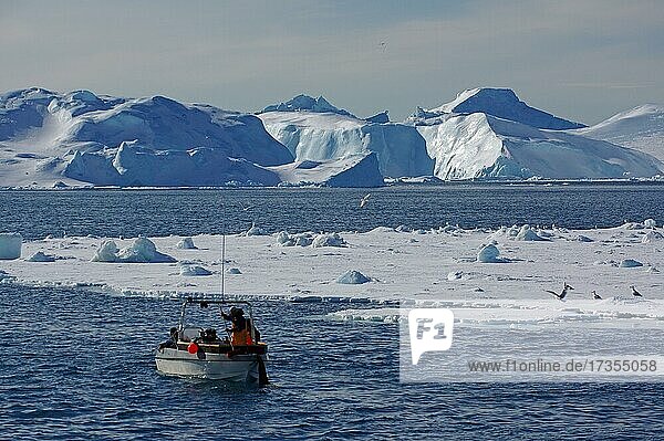 Small fishing boat in front of huge icebergs and drift ice  seagulls  winter  Disko Bay  Ilulissat  West Greenland  Denmark  Europe