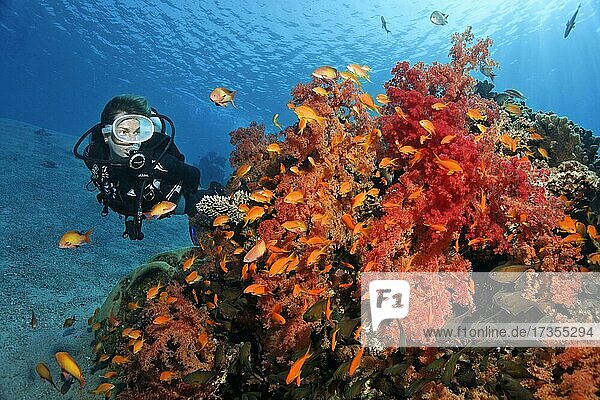 Diver looking at large colony of Klunzinger's Soft Coral (Dendronephthya klunzingeri) with shoal of Red Sea Red Sea Basslet (Pseudanthias taeniatus)  Red Sea  Aqaba  Jordan  Asia